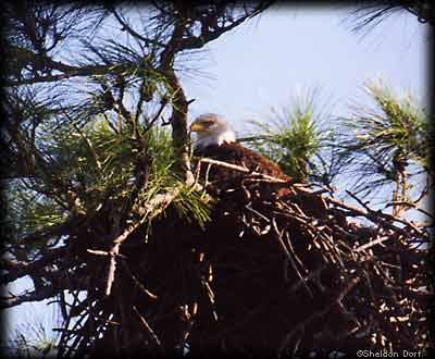 Bald eagle on nest near Quetico/BWCA