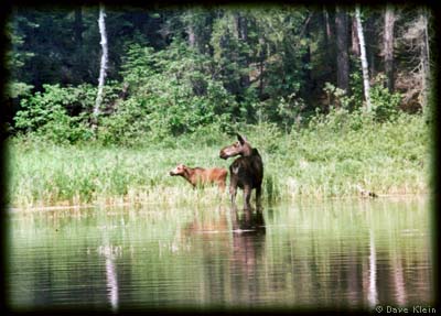 Moose and calf
