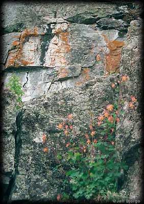 Wild Columbine
