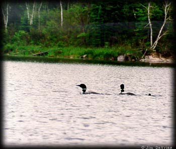 Loon family
