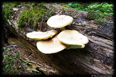 Mushrooms