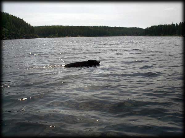 Quetico solo canoe trip &copy;Doug Clark