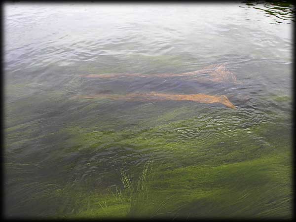 Quetico solo canoe trip &copy;Doug Clark