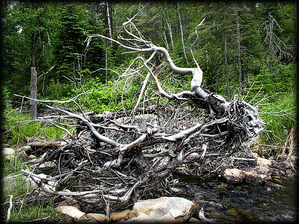 Quetico solo canoe trip &copy;Doug Clark