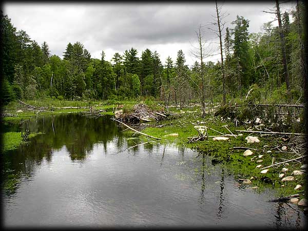 Quetico solo canoe trip &copy;Doug Clark