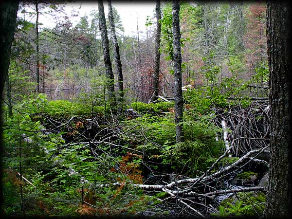 Quetico solo canoe trip &copy;Doug Clark