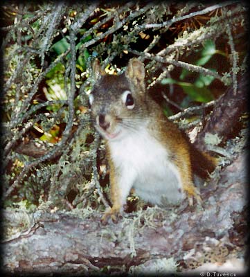 Red Squirrel