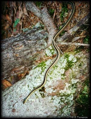 Garter Snake