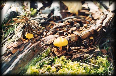 Mushrooms