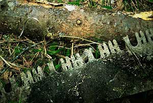 Logging ends in Quetico