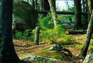 Don't cut down trees!