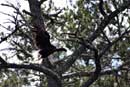Eagle taking flight