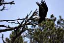 Eagle in flight