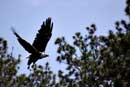 Eagle in flight