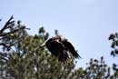 Eagle in flight