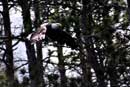 Eagle in flight