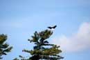 Eagle above nest