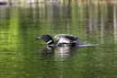 Loon