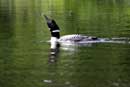 Loon