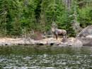 Moose on Sturgeon Lake, just west of Russel Lake. There is a calf just to the left of her, close to the water (can just see its head) May 15th 2007