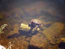 Very large snapping turtle, Little Caribou Lake.