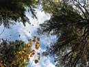 The upward view from Jessie to Maria portage - September 27th, 2006.