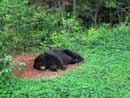 Black bear, Ted, at the Bear Center in Ely.  Taken by Anna Jane Arthur, age 5.