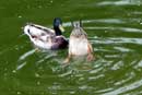 Ducks at the Bear Center in Ely.  Taken by Anna Jane Arthur, age 5.