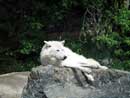 Wolf at the International Wolf Center in Ely.  Taken by Anna Jane Arthur, age 5.