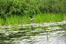Nesting loon on West Twin Lake, June 14, 2010.� Taken by Anna Arthur, age 7.� Submitted by her grandmother, Spartan2.� (photo shot from the canoe.)