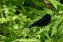 Black damselfly on trail to Johnson Falls, 6/29/07