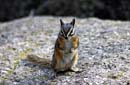 Chipmunk at Little Caribou Lake cmpsite, 6/29/07