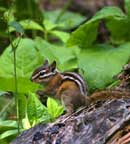 Chipmunk, Crocodile Lake campsite, June 2004.