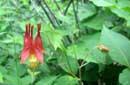Columbine on the trail to Kawishiwi Falls, July 2, 2008