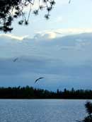 Flight before the storm