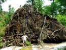 Nice root system near Rawn campsite