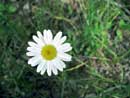 Daisy at Hegman Lake EP, July 3, 2008