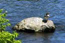 Common merganser, Lake One, June 23, 2008