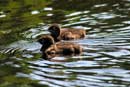 Two little fluff balls (loon chicks) on Lake One, June 23, 2008