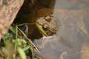 Frog at portage from Crystal to Canoe Lake, June 2004.