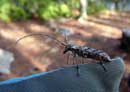 Sawyer Beetle