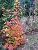 Fall Colors May Island Tanner Lake.