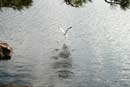 Seagull - taken by my 10 year old son at camp near Mosquito Point.
