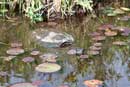 Large snapping turtle on Cross Bay Lake, 6/24/10