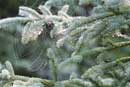pider web on misty morning, Cross Bay Lake, 6/26/10