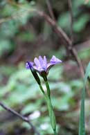 Wild iris on shore of Cross Bay Lake, 6/27/10