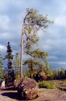 Lone tree, Cross Bay Lake campsite, 2002.