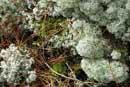 Still life of lichen with an ant, near East Twin Lake.� June 14, 2010.� Taken by Anna Arthur, age 7.� Submitted by Spartan2 (grandma).