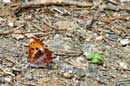 Little butterfly near East Twin Lake, July 3, 2008