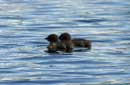 Loon chicks on Lake One, June 23, 2008